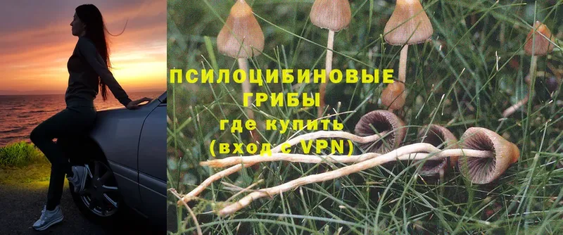 Псилоцибиновые грибы Psilocybine cubensis  хочу   Козьмодемьянск 